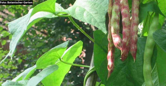 Bohnenpflanze, Foto: Botanischer Garten