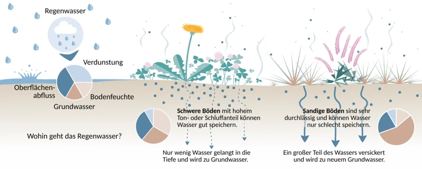 Infografik: Vergleich ton- oder schluffhaltiger schwerer Böden und sandiger Böden hinsichtlich der Wasserspeicherfähigkeit. Während schwere Böden viel Wasser über längere Zeit speichern können, versickert das Wasser in sandigen Böden schnell und wird zu Grundwasser | Grafik: Lisa Angermann