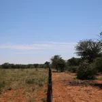 View of a rangeland with a fence in the middle separating a de-bushed area (without woody vegetation) on the left, from a bush encroached area (with numerous trees and shrubs almost entirely coverind the ground) on the right