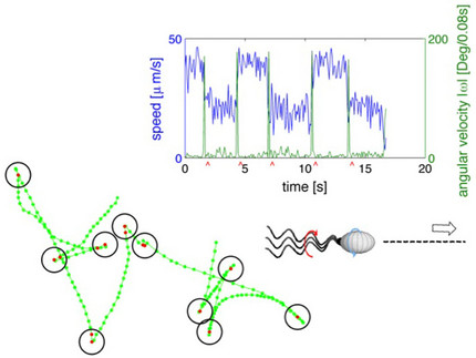 Random walk bacteria