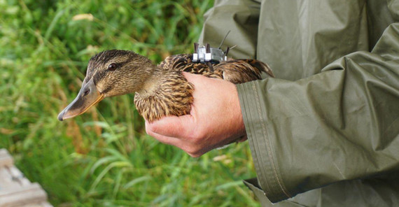 „Wie tragen Bewegungsmuster zur Biodiversität bei?“ Hierfür werden Wasservögel mit GPS-Sendern ausgestattet. | Foto: Carolin Scholz