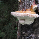 Baumpilz mit Tautropfen