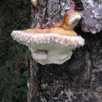 Baumpilz mit Tautropfen