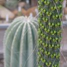 Agave kerchovei