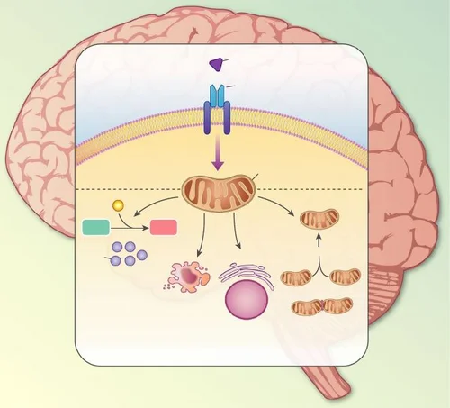 Untangling the effect of insulin action on brain mitochondria and metabolism