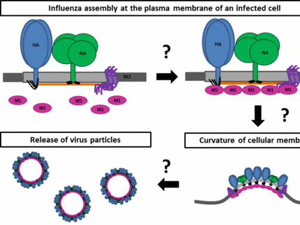 protein assembly