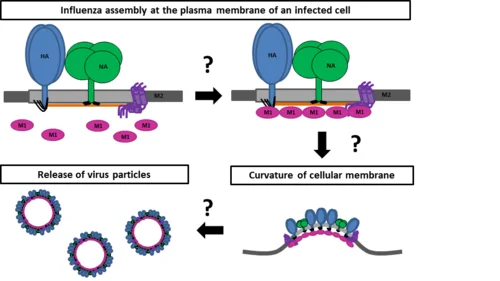 protein assembly