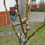 Birne Conny hat im März 2019 Stützen bekommen, damit sie sich nicht gegenseitig beschatten.