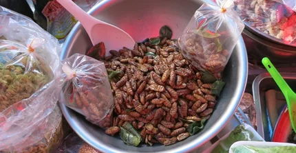 Freshly fried insects