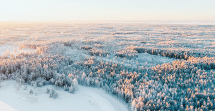 Finnische Schneelandschaft mit Tannen
