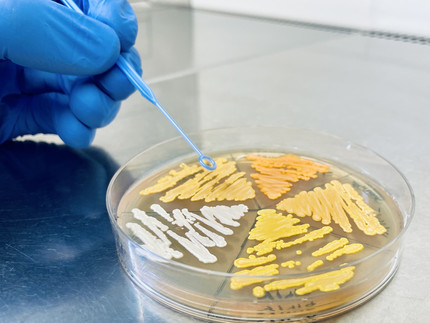 Plate with yeast strains showing different orange colour due to different Beta-Carotene content