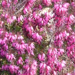 Schneeheide - Erica carnea