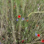 plants/flowers
