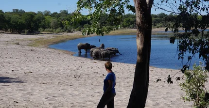 elephants in a pond