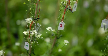 Capsella grandiflora, auch bekannt als Hirtentäschelkraut. Nahaufnahme von Versuchspflanzen. Sie tragen jeweils kleine Schildchen mit handschrifltichen Nummern und sind mit roten Fäden an den Pflanzen befestigt.