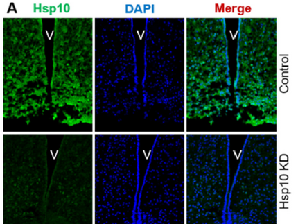 Lower HSP10 signal after knockdown in the hypothalamus