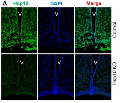 Lower HSP10 signal after knockdown in the hypothalamus