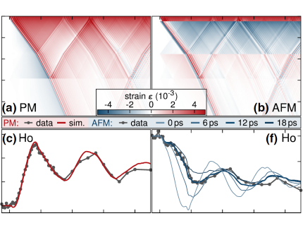 Spatiotemporal lattice dynamics in Holmium and corresponding transient Bragg peak shifts in its paramagnetic and antiferromagnetic phases