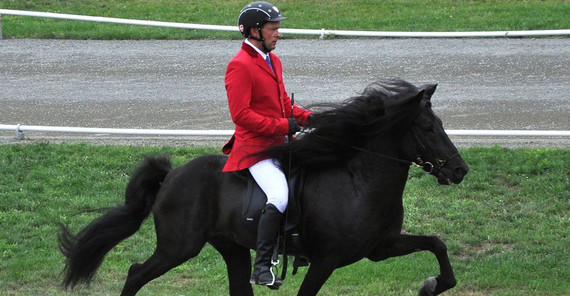 Island-Pony im Tölt, einer Gangart, die nur Pferde beherrschen, die die Gaitkeeper-Mutation tragen. (Foto: Monika Reissmann)