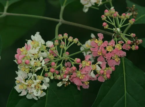 Pink flowers of Banisteriopsis caapi.