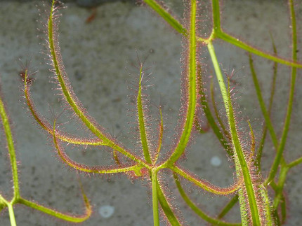 Gabelblatt-Sonnentau - Drosera binnata