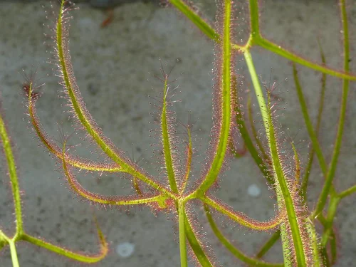 Gabelblatt-Sonnentau - Drosera binnata