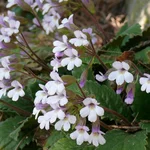 Haberlee - Haberlea rhodopensis