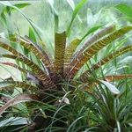 Vriesea fosteriana