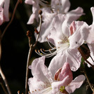 Rhododendron schlippenbachii