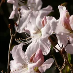 Rhododendron schlippenbachii