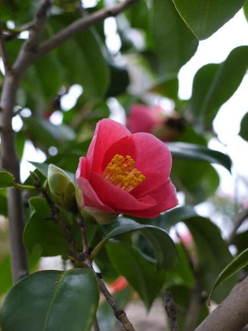 Kamelie - Camellia japonica