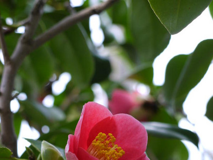 Kamelie - Camellia japonica