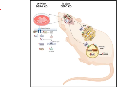 Model of the Effect of Dep-1 on the metabolism