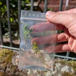 plant part in a plastic bag