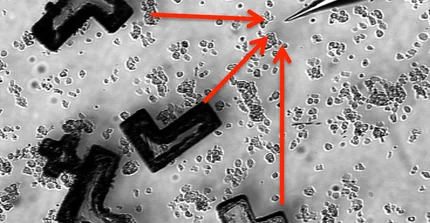Chemotactically guided transport and assembly of micro-objects by collectively moving cells and cell clusters