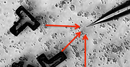 Chemotactically guided transport and assembly of micro-objects by collectively moving cells and cell clusters