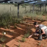 Prof. Anja Linstädter inventorying plant species under the rainout shelters of TipEx