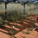 Prof. Anja Linstädter inventorying plant species under the rainout shelters of TipEx