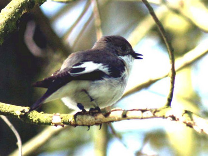 Ein Vogel in einem Baum