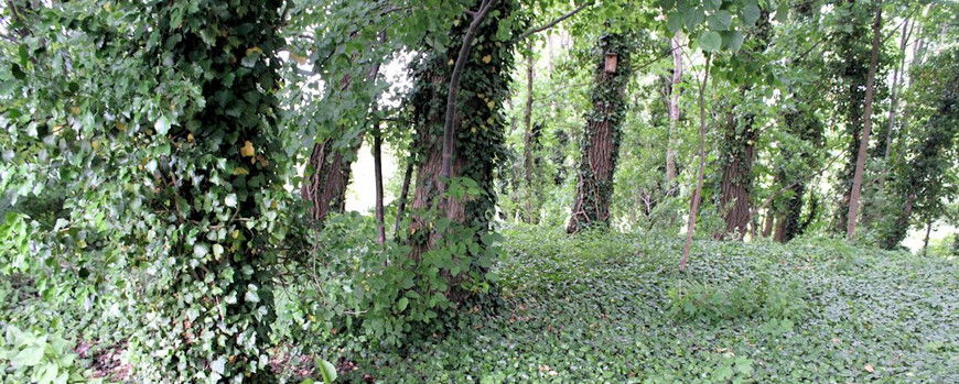 Zugewachsener Friedhof von Pszczew