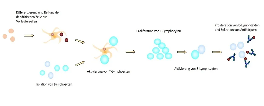 Schema einer In vitro Immunisierung mit den beteiligten Immunzellen