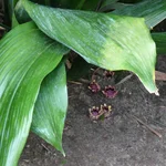 Schusterpalme - Aspidistra elatior