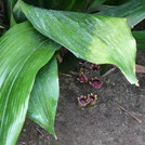 Schusterpalme - Aspidistra elatior