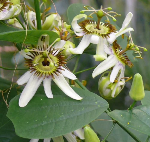 Passiflora helleri