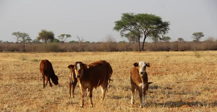 Cows grazing on savanna rangeland