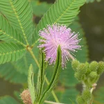 Mimose - Mimosa pudica