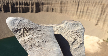 Fossilien (Ammoniten) auf 3000 Metern Höhe sind Zeugen eines früheren Meeres. Foto: Henry Wichura.