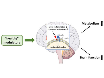 Analysis of novel nutritional interventions to support a healthy metabolism