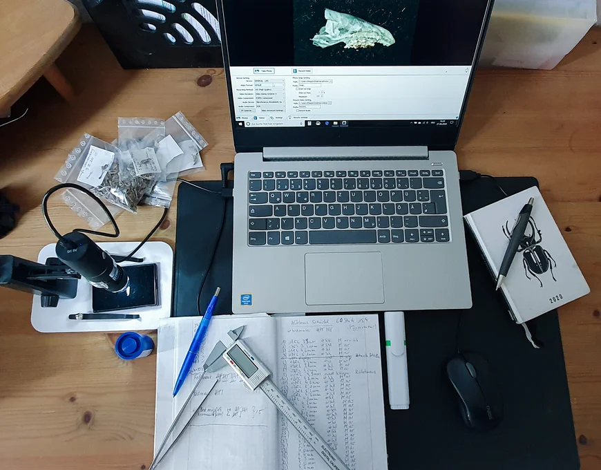 Tisch mit Laptop drauf und Mikroskop zur Vermessung eines Mausekopfes