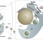 Schematic representation of HCV particle assembly.